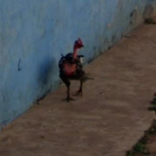 Chicken road slot în Romania