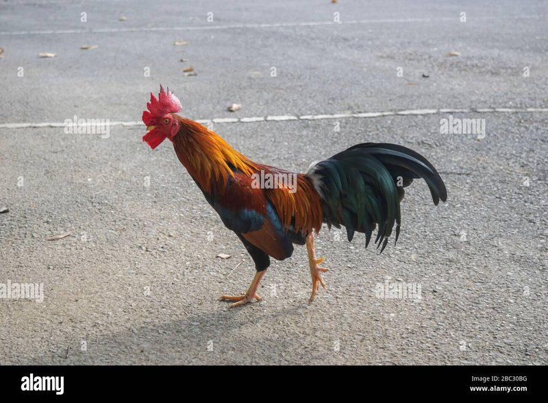 Cel mai bun chicken road game în Romania
